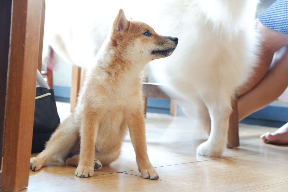 Shiba Inu Gains 2.5% – Where to Buy SHIB?